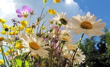 Sommerblomster
