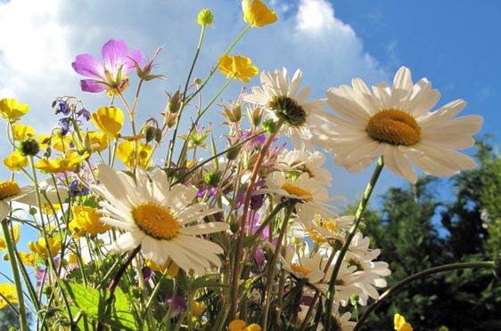 Sommerblomster