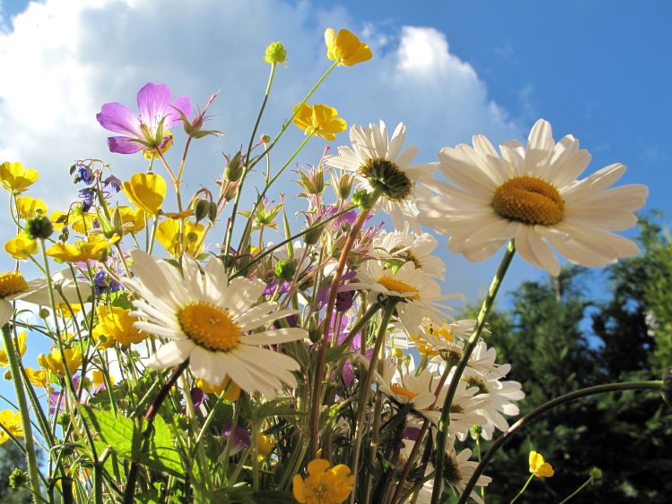 Foto: God sommer! Sommerblomster